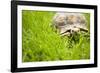 Tortoise in Meadow-Ned Frisk-Framed Photographic Print