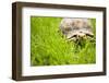 Tortoise in Meadow-Ned Frisk-Framed Photographic Print