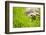 Tortoise in Meadow-Ned Frisk-Framed Photographic Print