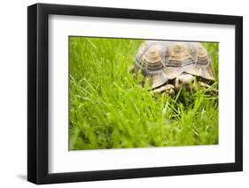 Tortoise in Meadow-Ned Frisk-Framed Photographic Print