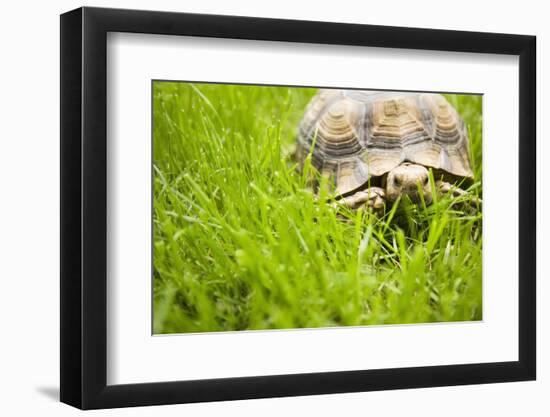 Tortoise in Meadow-Ned Frisk-Framed Photographic Print