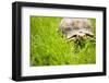 Tortoise in Meadow-Ned Frisk-Framed Photographic Print