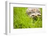 Tortoise in Meadow-Ned Frisk-Framed Photographic Print