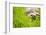 Tortoise in Meadow-Ned Frisk-Framed Photographic Print