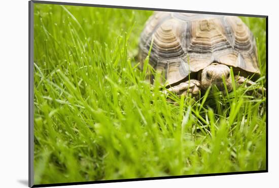 Tortoise in Meadow-Ned Frisk-Mounted Photographic Print