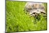 Tortoise in Meadow-Ned Frisk-Mounted Photographic Print