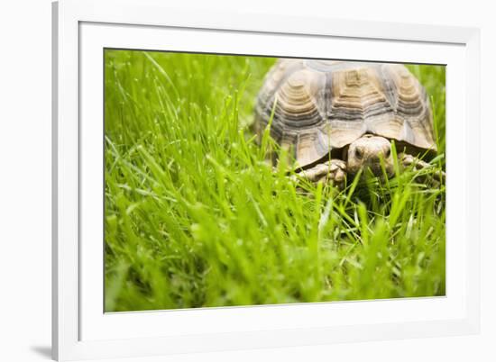 Tortoise in Meadow-Ned Frisk-Framed Photographic Print