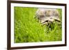 Tortoise in Meadow-Ned Frisk-Framed Photographic Print