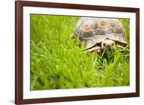 Tortoise in Meadow-Ned Frisk-Framed Photographic Print