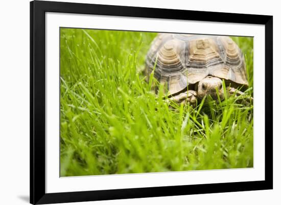 Tortoise in Meadow-Ned Frisk-Framed Photographic Print