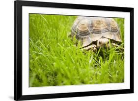 Tortoise in Meadow-Ned Frisk-Framed Photographic Print