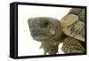 Tortoise in Studio-null-Framed Stretched Canvas