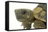 Tortoise in Studio-null-Framed Stretched Canvas