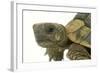 Tortoise in Studio-null-Framed Photographic Print