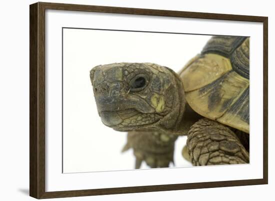 Tortoise in Studio-null-Framed Photographic Print