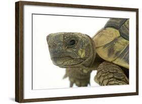 Tortoise in Studio-null-Framed Photographic Print