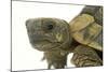 Tortoise in Studio-null-Mounted Photographic Print