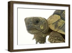 Tortoise in Studio-null-Framed Photographic Print