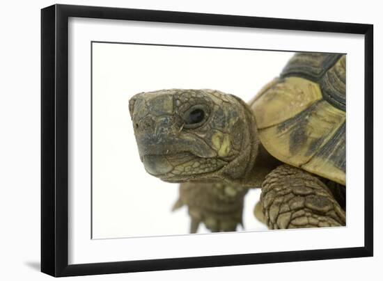 Tortoise in Studio-null-Framed Photographic Print