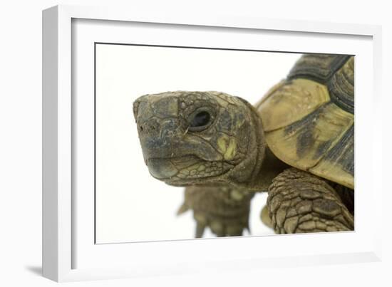 Tortoise in Studio-null-Framed Photographic Print