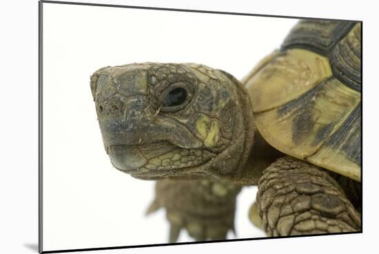 Tortoise in Studio-null-Mounted Photographic Print