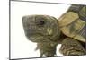 Tortoise in Studio-null-Mounted Photographic Print