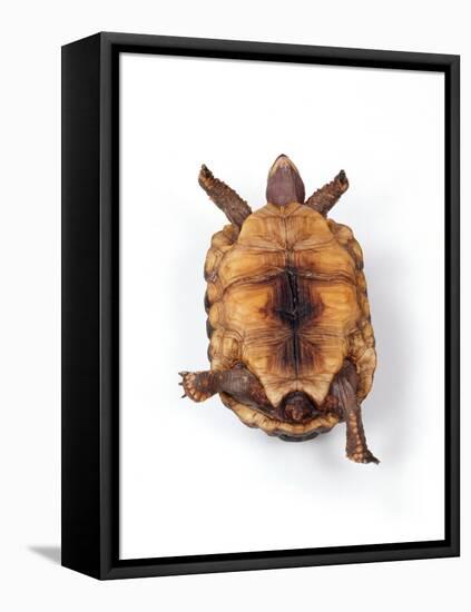 Tortoise Lying on Back-Andy and Clare Teare-Framed Stretched Canvas
