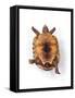 Tortoise Lying on Back-Andy and Clare Teare-Framed Stretched Canvas