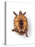 Tortoise Lying on Back-Andy and Clare Teare-Stretched Canvas