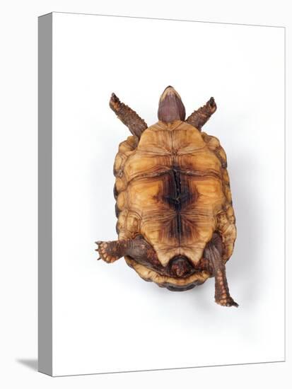 Tortoise Lying on Back-Andy and Clare Teare-Stretched Canvas