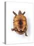 Tortoise Lying on Back-Andy and Clare Teare-Stretched Canvas