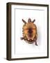 Tortoise Lying on Back-Andy and Clare Teare-Framed Photographic Print