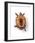 Tortoise Lying on Back-Andy and Clare Teare-Framed Photographic Print