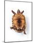 Tortoise Lying on Back-Andy and Clare Teare-Mounted Photographic Print