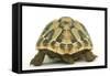 Tortoise Rear View in Studio-null-Framed Stretched Canvas