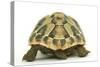 Tortoise Rear View in Studio-null-Stretched Canvas