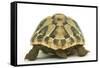 Tortoise Rear View in Studio-null-Framed Stretched Canvas