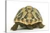 Tortoise Rear View in Studio-null-Stretched Canvas