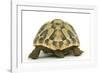 Tortoise Rear View in Studio-null-Framed Photographic Print