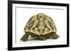 Tortoise Rear View in Studio-null-Framed Photographic Print