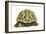 Tortoise Rear View in Studio-null-Framed Photographic Print