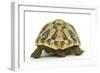 Tortoise Rear View in Studio-null-Framed Photographic Print