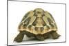 Tortoise Rear View in Studio-null-Mounted Photographic Print