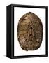 Tortoise Shell Detail II-Naomi McCavitt-Framed Stretched Canvas