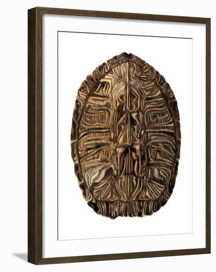 Tortoise Shell Detail II-Naomi McCavitt-Framed Art Print