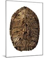 Tortoise Shell Detail II-Naomi McCavitt-Mounted Art Print