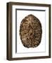 Tortoise Shell Detail II-Naomi McCavitt-Framed Art Print