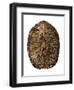 Tortoise Shell Detail II-Naomi McCavitt-Framed Art Print