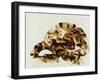 Tortoise Shell-Sydney Edmunds-Framed Giclee Print