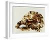 Tortoise Shell-Sydney Edmunds-Framed Giclee Print